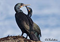 Phalacrocorax penicillatus